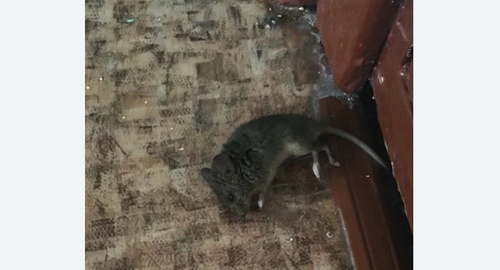 Дезинфекция от мышей в Марфино города Москвы