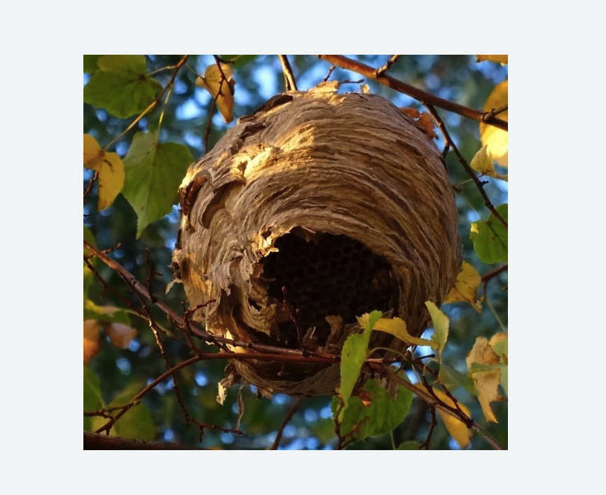 Обработка от шершней в Марфино города Москвы