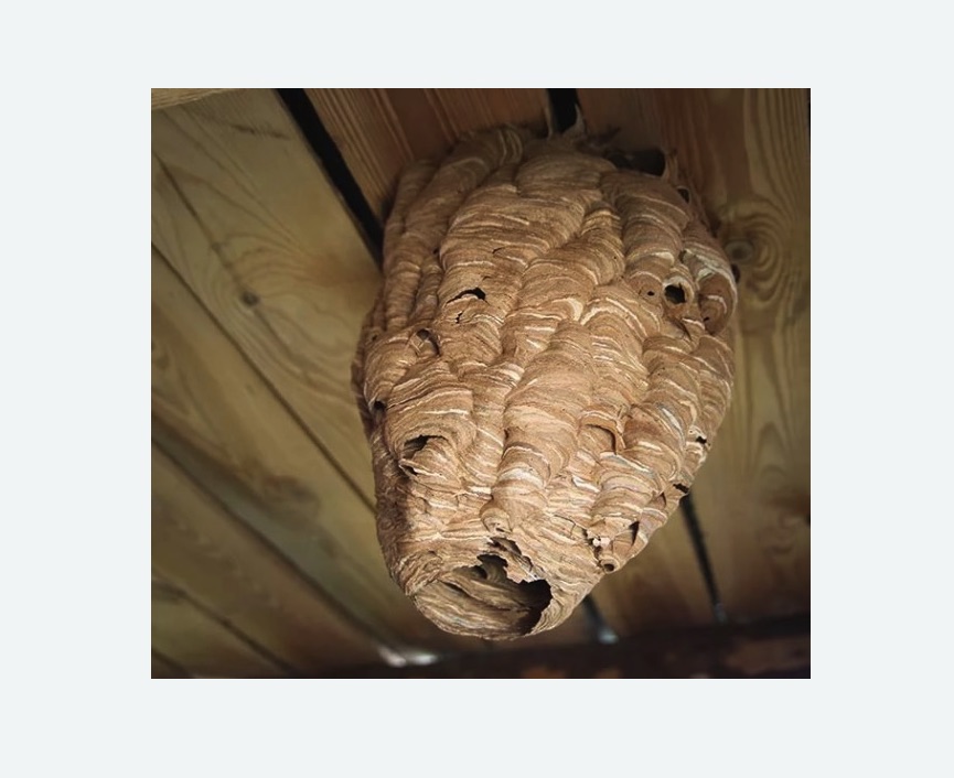 обработка от шершней в Марфино города Москвы