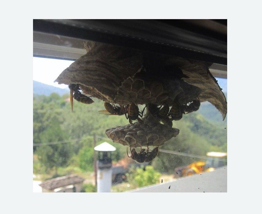 Уничтожение гнёзд шершней в Марфино города Москвы