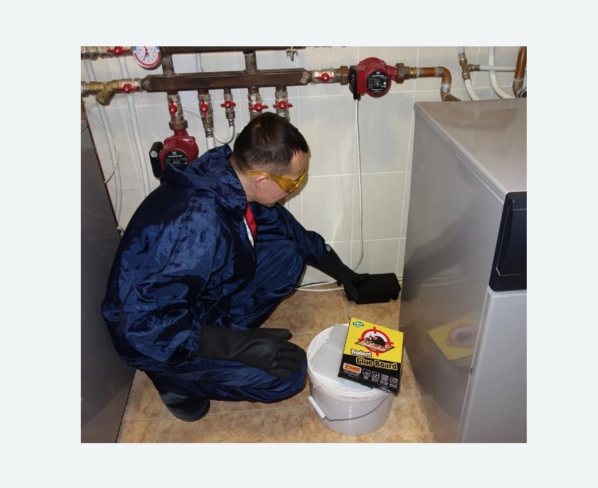 Уничтожение крыс в Марфино города Москвы