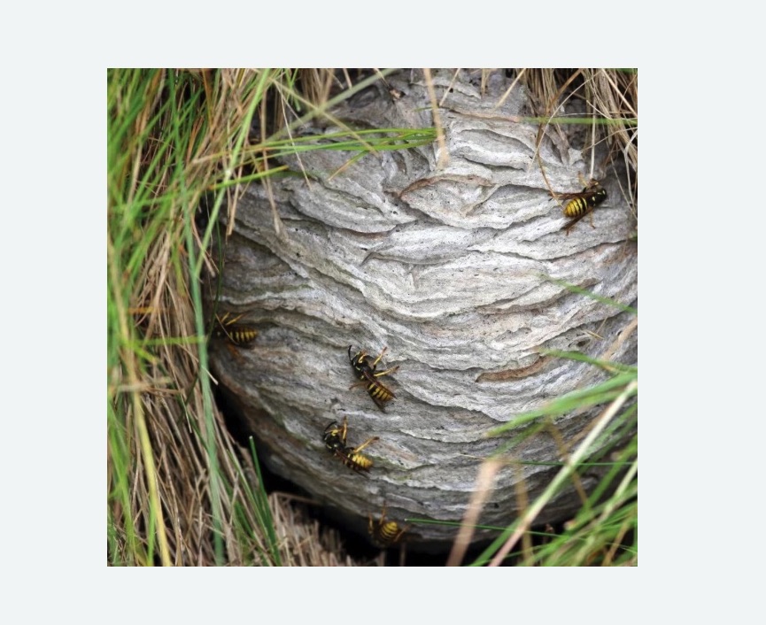 Уничтожение ос и ульев в Марфино города Москвы